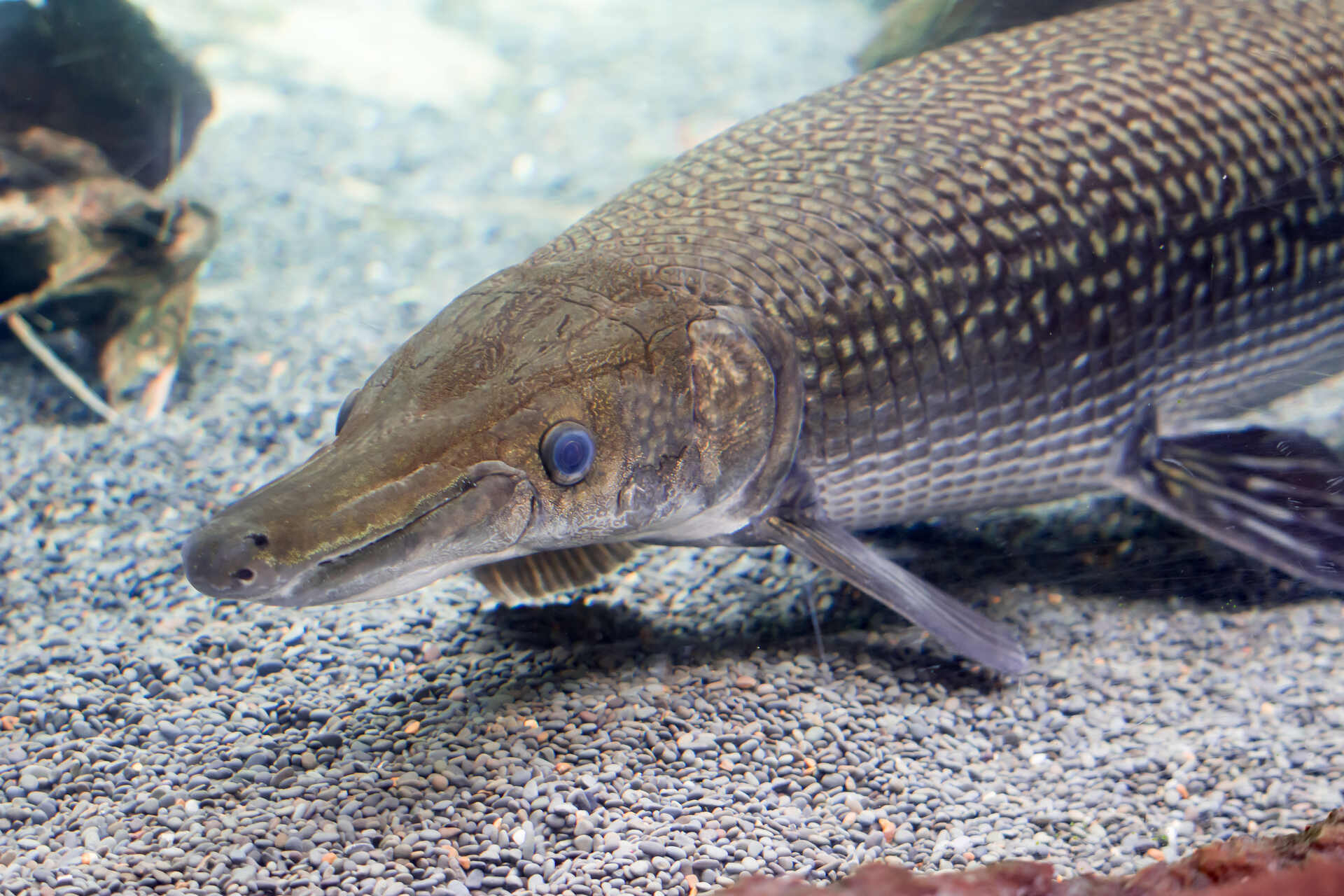 Alligator gar